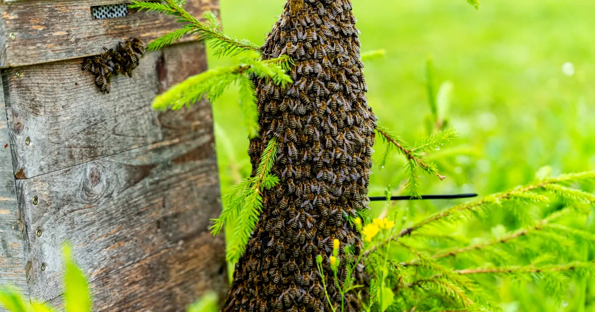 Essaim d'abeilles groupé sur un tronc au bord d'une caisse de bois