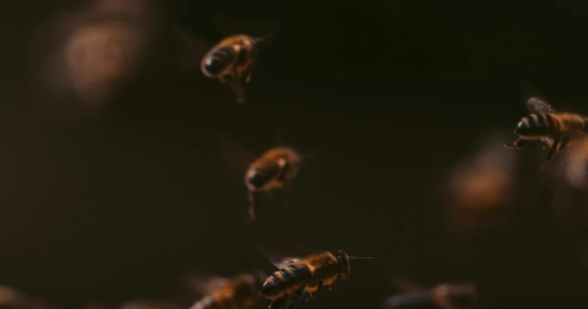 Abeilles en vol sur fond sombre devant une ruche