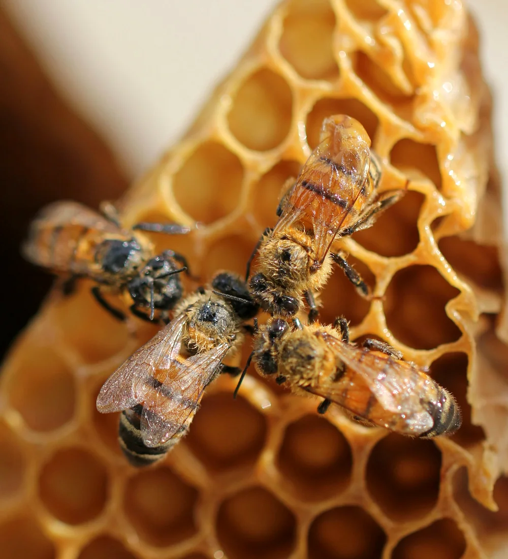 Deux abeilles sur un rayon de cire ouvert