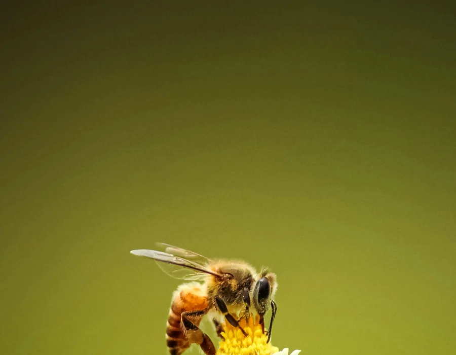 Sagesse, sommeil et pollen : illustration du groupe de modules