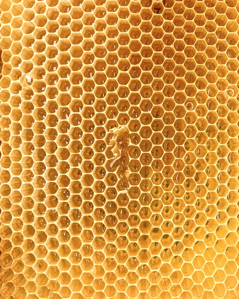 Alvéoles dorées d'un rayon de cire en gros plan
